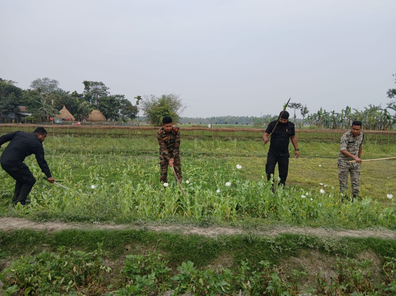 Opium Cultivation