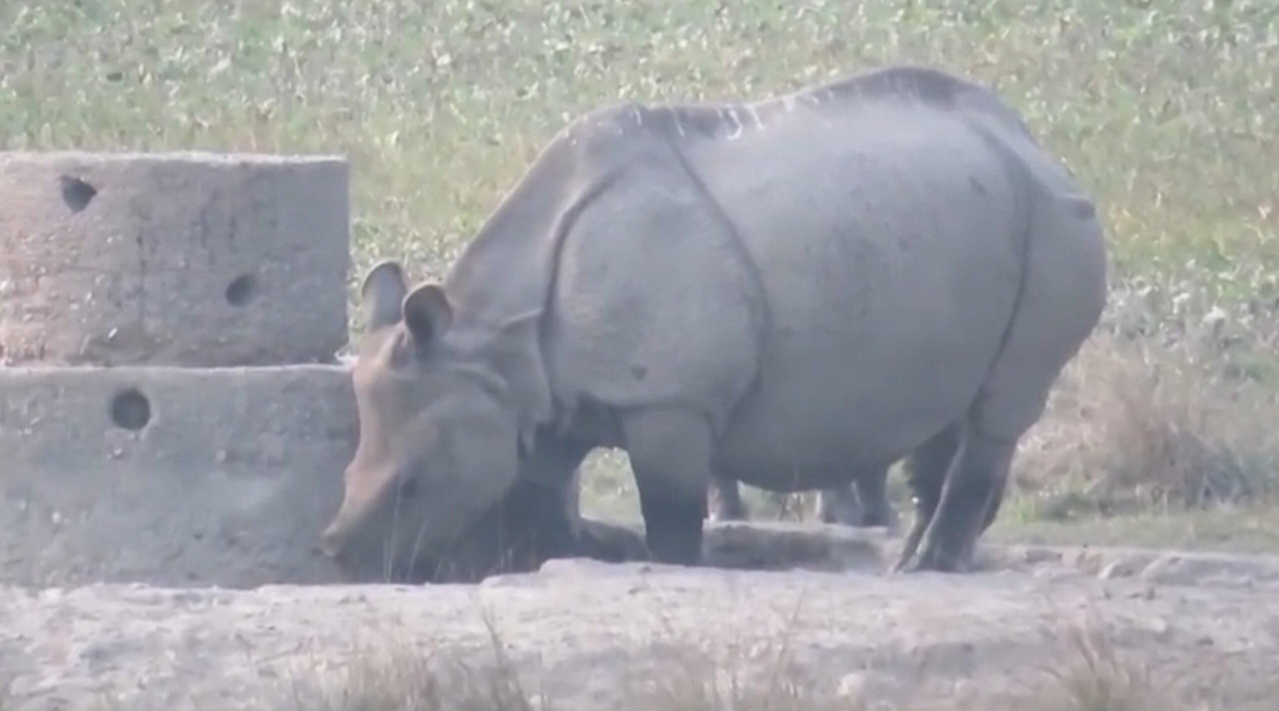 Rhino census