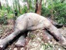 Elephant Death