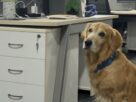 Chief Happiness Officer