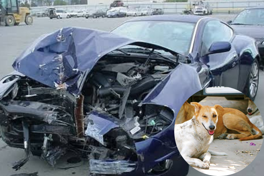 Dog Love